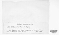 Isothea rhytismoides image